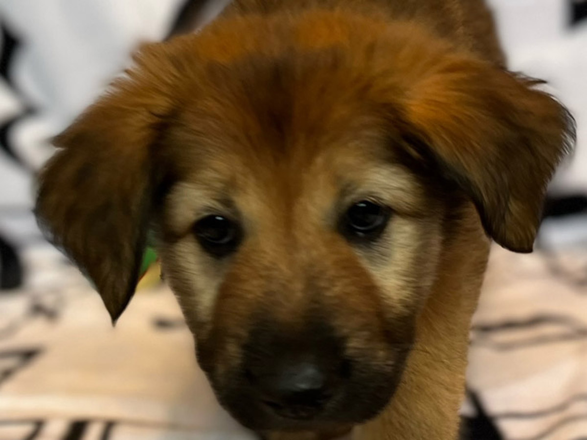 chinook puppy